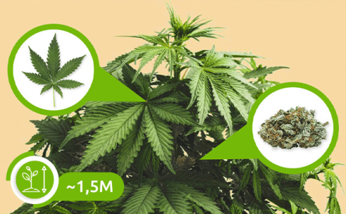 1622377436609.png 1622377436609.png