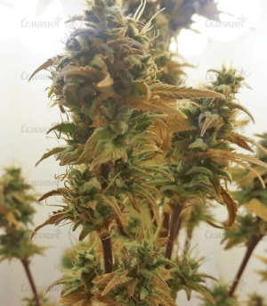 1622379463888.png 1622379463888.png