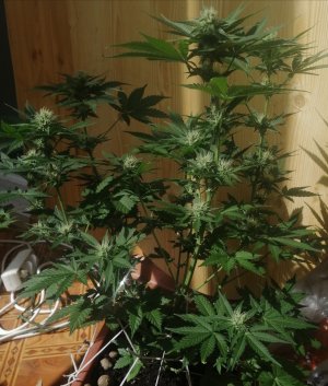 IMG_20210620_091214.jpg IMG_20210620_091214.jpg