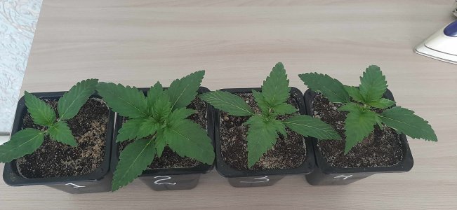 20210620_151749_compress55.jpg 20210620_151749_compress55.jpg