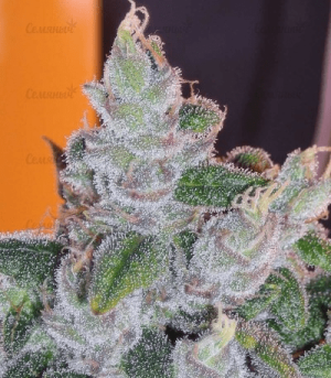 1624442294255.png 1624442294255.png