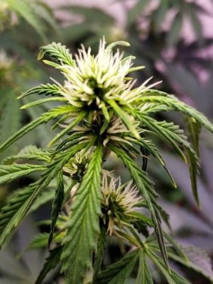 23232323232.jpg 23232323232.jpg