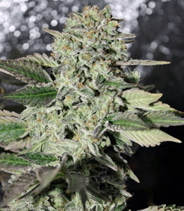 1624984739560.png 1624984739560.png