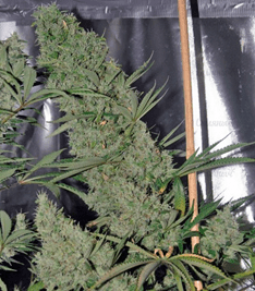 1625041490055.png 1625041490055.png