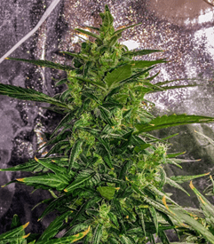 1625041516103.png 1625041516103.png