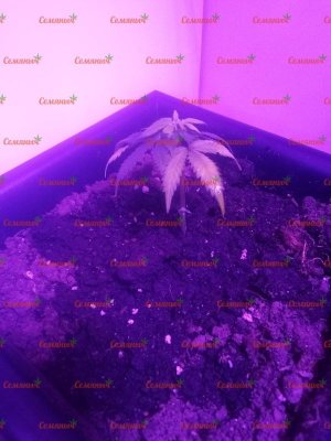 1061-wm-52705.59999996424_watermarked.jpg 1061-wm-52705.59999996424_watermarked.jpg