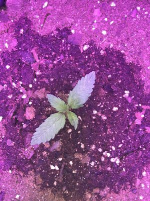 IMG_6807.JPG IMG_6807.JPG