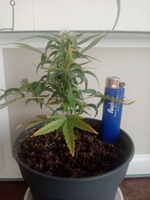 IMG_20221029_103357.jpg IMG_20221029_103357.jpg