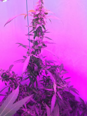 28 (7).JPG 28 (7).JPG