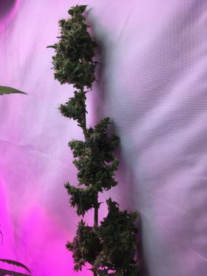 28 (15).JPG 28 (15).JPG