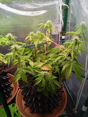 IMG_20221031_210918_1.jpg IMG_20221031_210918_1.jpg