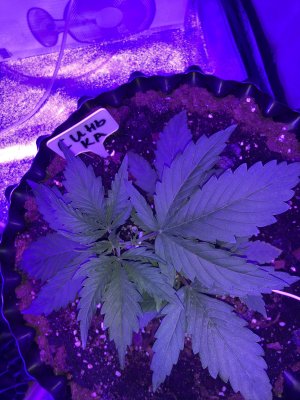 IMG_6926.JPG IMG_6926.JPG