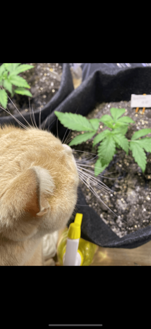 3731F5A0-65EF-43B9-B1D4-3637F15E7150.png 3731F5A0-65EF-43B9-B1D4-3637F15E7150.png