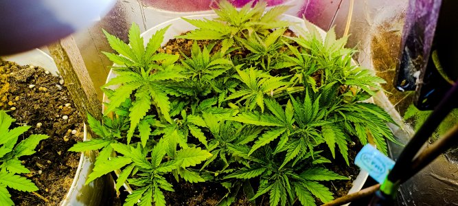 PSX_20221111_051212.jpg PSX_20221111_051212.jpg