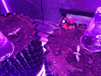 A7121440-0EAE-45D1-A69F-D17A177BE7CE.jpeg A7121440-0EAE-45D1-A69F-D17A177BE7CE.jpeg