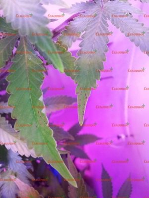 1727-wm-41258_watermarked.jpg 1727-wm-41258_watermarked.jpg