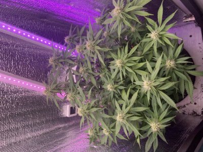 BC23792F-0E2D-4CB8-BC54-F66D1C76B97D.jpeg BC23792F-0E2D-4CB8-BC54-F66D1C76B97D.jpeg