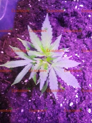 1937-wm-82206.5_watermarked.jpg 1937-wm-82206.5_watermarked.jpg