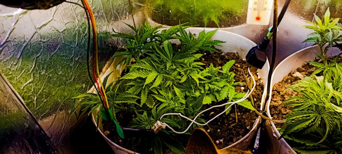 PSX_20221115_080036.jpg PSX_20221115_080036.jpg