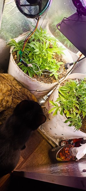 PSX_20221115_080053.jpg PSX_20221115_080053.jpg