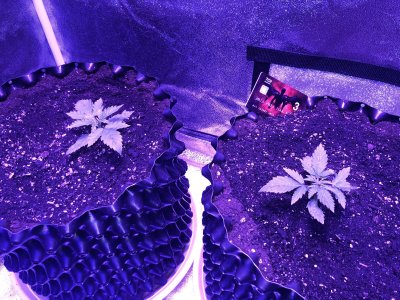 11F4DB2F-A3B5-40B0-B096-2FF4911FE80E.jpeg 11F4DB2F-A3B5-40B0-B096-2FF4911FE80E.jpeg