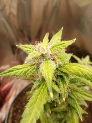 IMG_20221118_091401.jpg IMG_20221118_091401.jpg