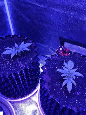 AD3EE3BE-1AFA-488F-9236-A6A5ECD4D664.jpeg AD3EE3BE-1AFA-488F-9236-A6A5ECD4D664.jpeg