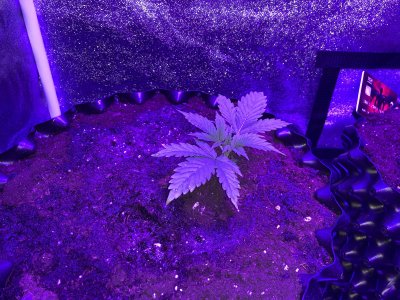 IMG_7140.JPG IMG_7140.JPG