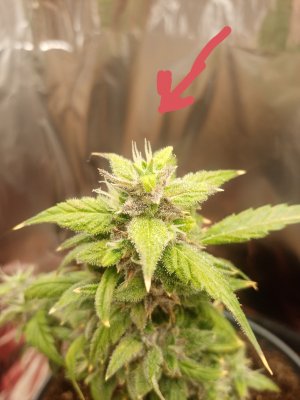 upload_2022_11_23_07_47_30_728.jpg upload_2022_11_23_07_47_30_728.jpg