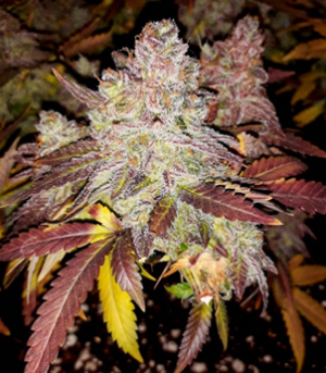 1669206440304.png 1669206440304.png