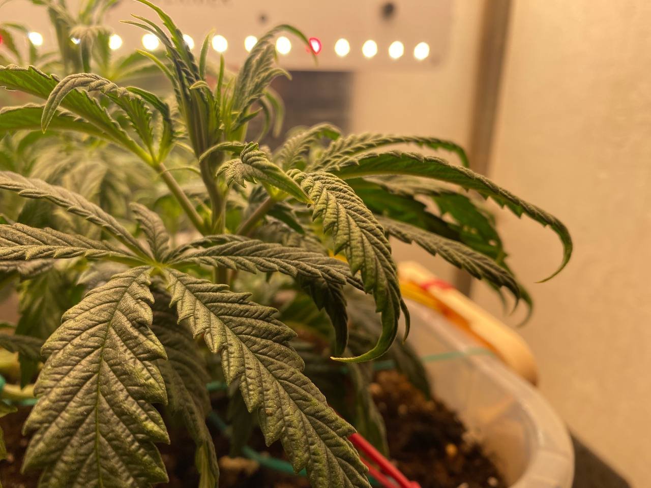 объелся азота.jpg