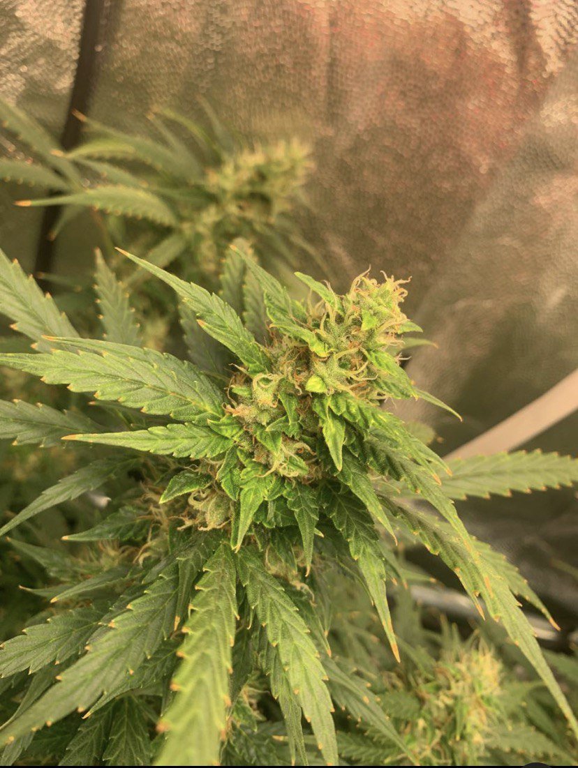 photo_2022-12-01_17-56-11.jpg photo_2022-12-01_17-56-11.jpg