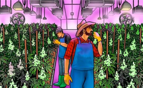 выращивание конопли выращивание конопли