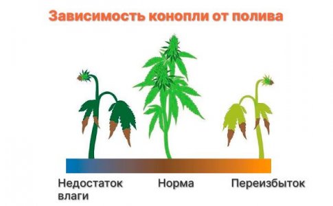 Полив растений каннабиса