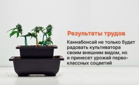 ганджа-бонсай