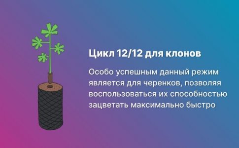 Режим 12/12 и клоны