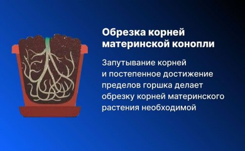 Почему обрезка корней необходима для материнских растений Почему обрезка корней необходима для материнских растений