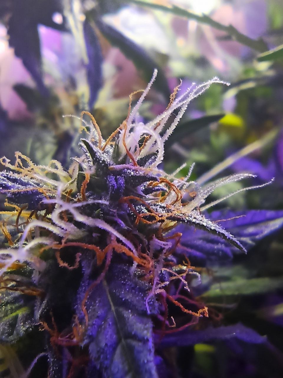 photo_2022-12-06_20-54-16.jpg photo_2022-12-06_20-54-16.jpg