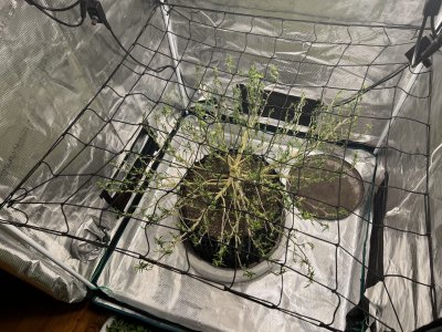 1050EB90-B560-4BC0-95E6-FF904CBF23CF.jpeg 1050EB90-B560-4BC0-95E6-FF904CBF23CF.jpeg