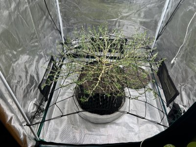 54083DA1-D36B-45B5-B0B1-0B84250DE945.jpeg 54083DA1-D36B-45B5-B0B1-0B84250DE945.jpeg