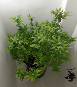 20221212_134337.jpg 20221212_134337.jpg