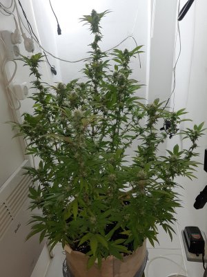 20221212_144949.jpg 20221212_144949.jpg