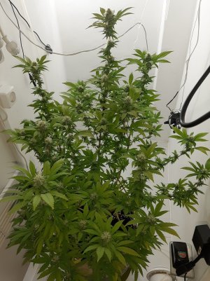 20221212_144926.jpg 20221212_144926.jpg