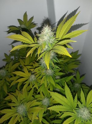 20221213_101712.jpg 20221213_101712.jpg