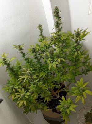 20221213_104447.jpg 20221213_104447.jpg