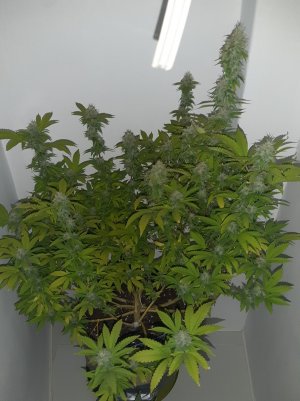 20221213_130812.jpg 20221213_130812.jpg