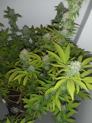 20221213_130741.jpg 20221213_130741.jpg