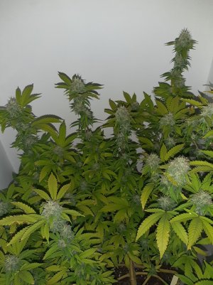 20221213_130725.jpg 20221213_130725.jpg