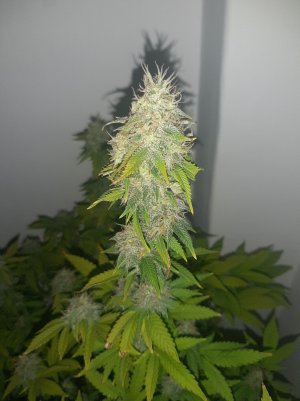 20221213_132742.jpg 20221213_132742.jpg