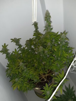 20221213_132710.jpg 20221213_132710.jpg